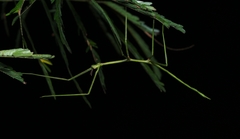 Cladoxerus