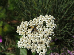 Lepturini