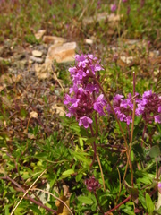 Thymus dimorphus