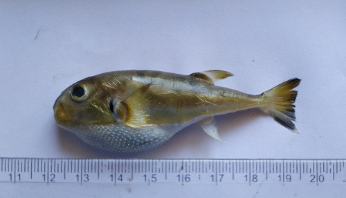 Gladde kogelvis (Lagocephalus inermis) — Tetraodontidae — 5