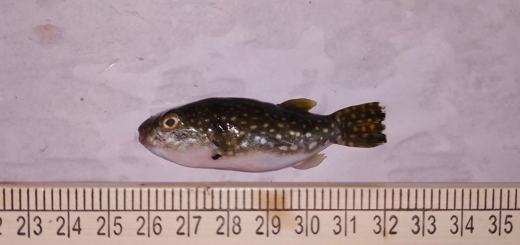 Banded Leopardblowfish