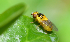 Thaumatomyia notata