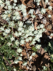 Psilocarphus brevissimus