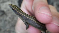 Emoia caeruleocauda