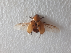 Ancognatha quadripunctata