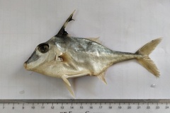 Hollow-Snouted Tripodfish photo 3