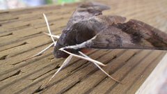 Gnathothlibus erotus