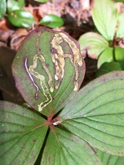 Phytomyza agromyzina group