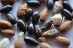 Hippophae rhamnoides