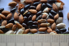 Hippophae rhamnoides