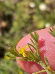 Rhynchopsidium sessiliflorum