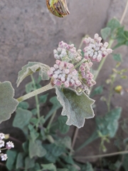Homalocarpus dichotomus