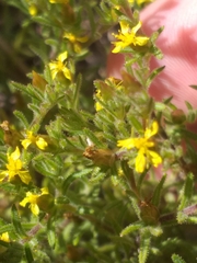 Rhynchopsidium sessiliflorum