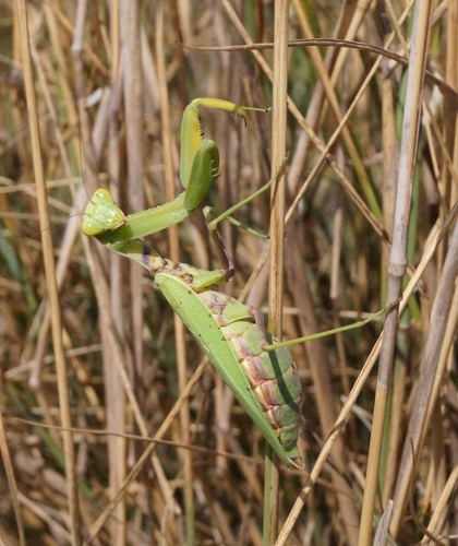 Transcaucasian Giant Mantis