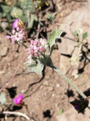 Homalocarpus dichotomus