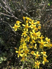 Cineraria alchemilloides