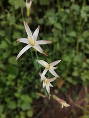 Leucocoryne alliacea