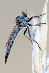 Cerdistus erythrurus
