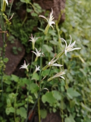 Leucocoryne alliacea