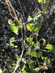 Cineraria alchemilloides