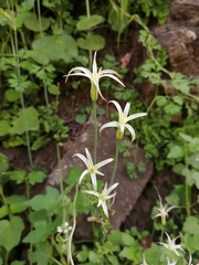Leucocoryne alliacea