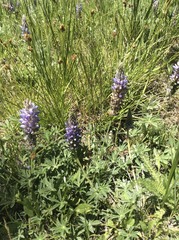 Lupinus apertus