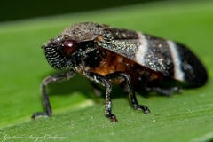 Aeneolamia albofasciata