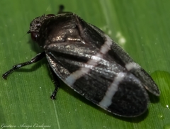 Aeneolamia albofasciata