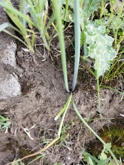 Leucocoryne alliacea