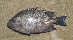 Vermiculated Spinefoot photo 4