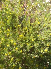 Rhynchopsidium sessiliflorum