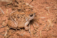 Physalaemus nattereri