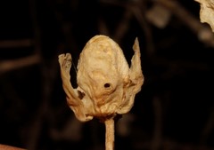 Asphondylia capparis