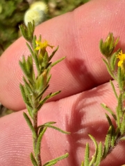 Rhynchopsidium sessiliflorum