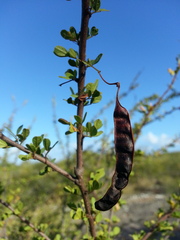 Senna polyphylla neglecta