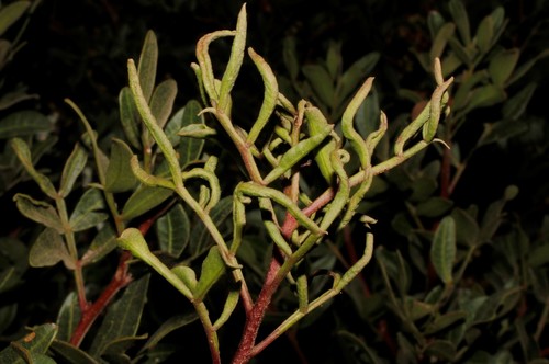 Aceria stefanii