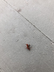 Hymenoptera