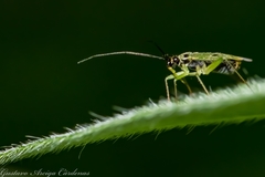 Ilnacora malina