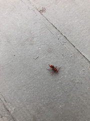 Hymenoptera