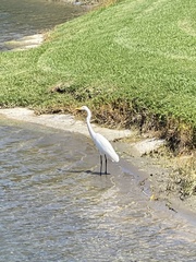 Ardea alba