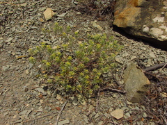 Odontarrhena obtusifolia