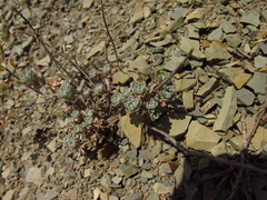 Odontarrhena obtusifolia