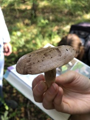Lactarius glyciosmus