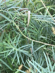 Hyles euphorbiae