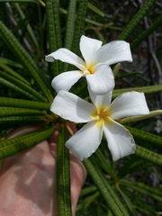 Plumeria alba