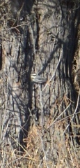 Microspingus torquatus
