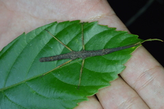 Pygirhynchus toledopizai