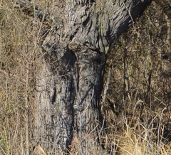 Microspingus torquatus