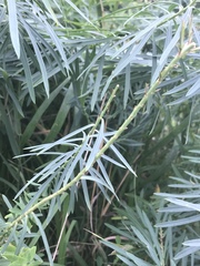 Hyles euphorbiae