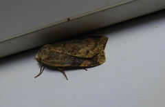 Cryptocala acadiensis